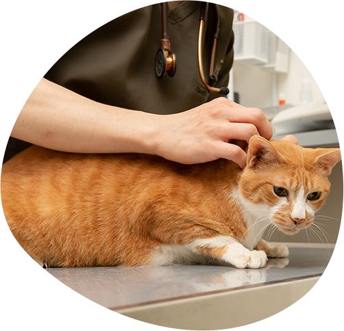 Feature 03 ペットを苦痛から解放する医療