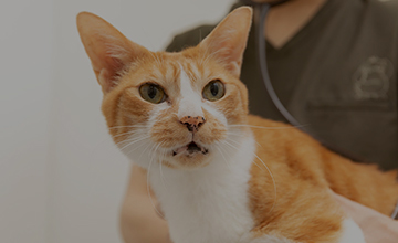 FIP（猫伝染性腹膜炎）とは