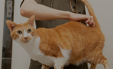 治療を受ける際の病院の選び方