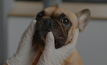 腫瘍（しこり・できもの）とは