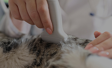 腫瘍に対する検査と治療方法 