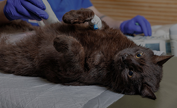 犬・猫の健康診断