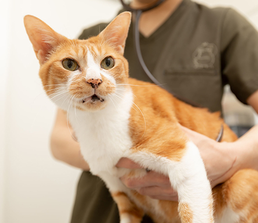 FIP（猫伝染性腹膜炎）