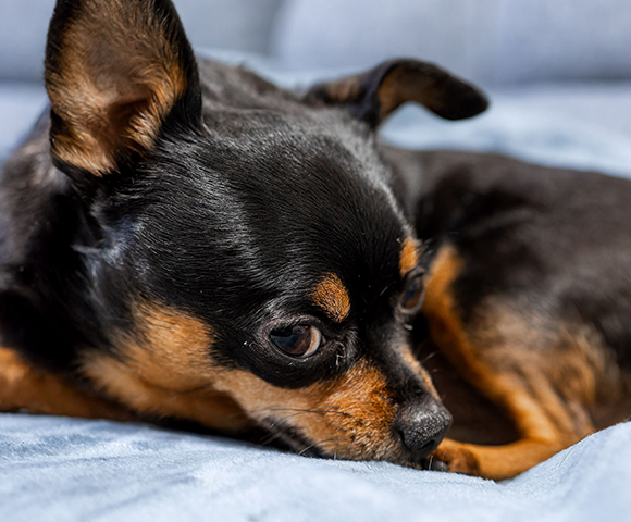 症状別外来 (予約制)