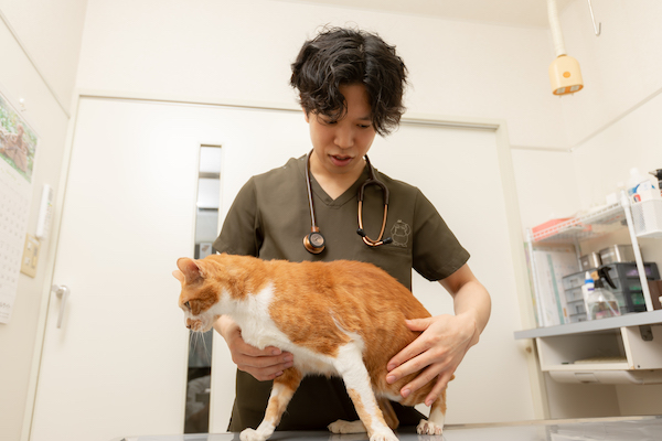 FIPの治療で大切なこと