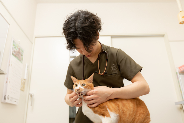 FIPはかつて「不治の病」でした