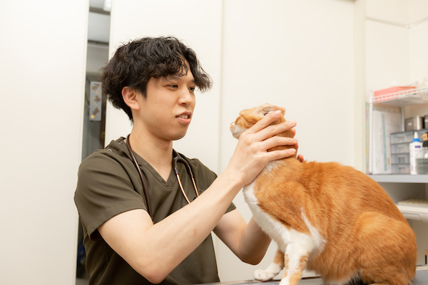 大切な愛猫に、気になる症状があれば、すぐにご相談ください